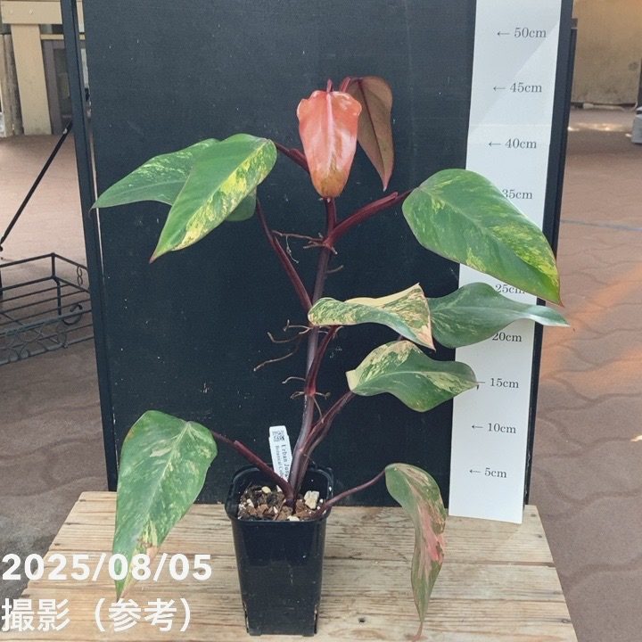 フィロデンドロン ストロベリーシェイク Philodendron cv Strawberry Shake 3.5号ロング｜観葉04-PA