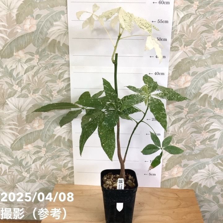 観葉・多肉,パキラの購入なら赤塚植物園オンライン 花の音｜花苗