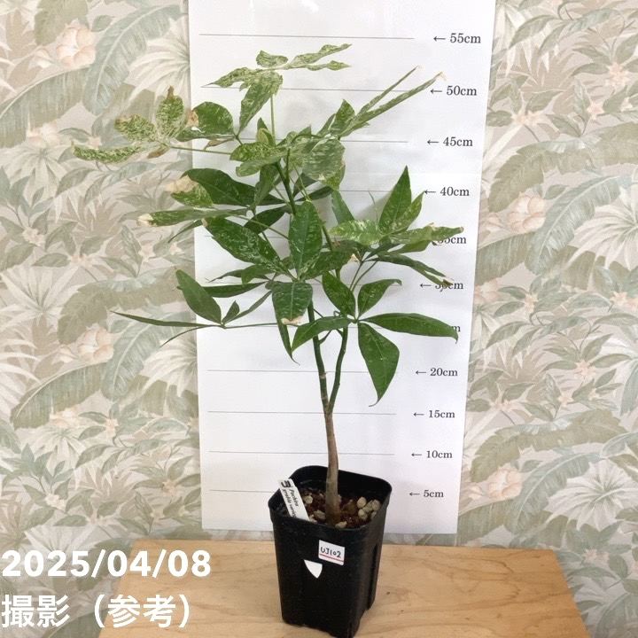 【現品お届け】実生 斑入りパキラ Pachira glabra 'variegata' 4号(UJ102)|観葉04-PA