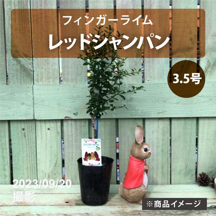 フィンガーライム 3.5号 レッドシャンパン｜柑橘｜果樹10-TU
