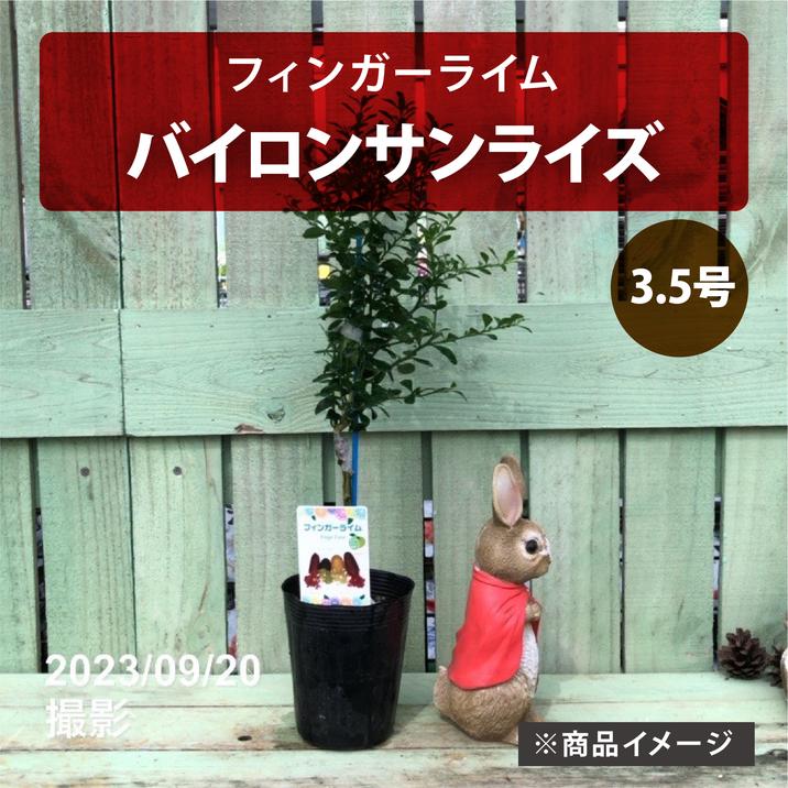 フィンガーライム 3.5号 バイロンサンライズ｜柑橘｜果樹10-TU