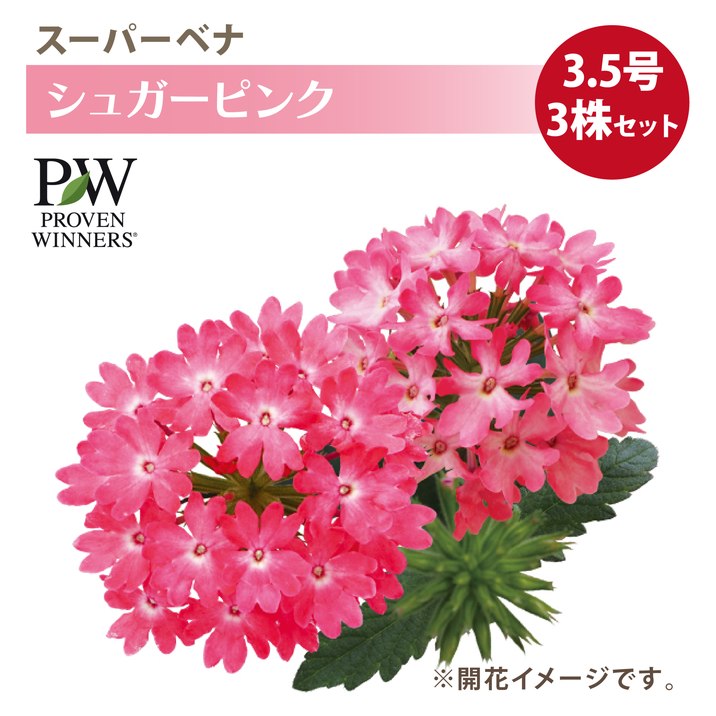 PW スーパーベナ シュガーピンク 3.5号×3株セット|草花04-PA