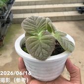 激レア！現品お届け】サイカス カイルンシアナ（ブルーソテツ）9号大鉢