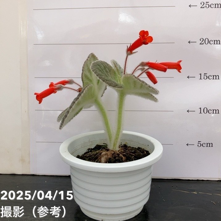 シンニンギア アフロディーテ 4号｜観葉10-TU