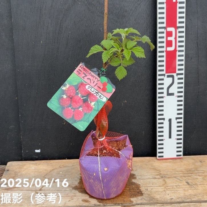 ラズベリー グレンプロセン 4号｜果樹04-PA