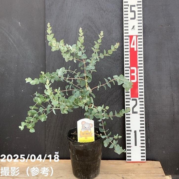 ユーカリ ムーンラグーン 3.5号|花木04-PA