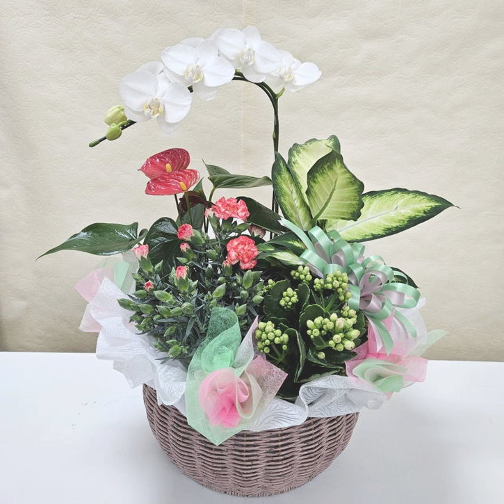 母の日ギフトおすすめ 赤塚植物園のオリジナルフラワーバスケット Cタイプ ※母の日ギフトクーポン対象外｜鉢花04-PA