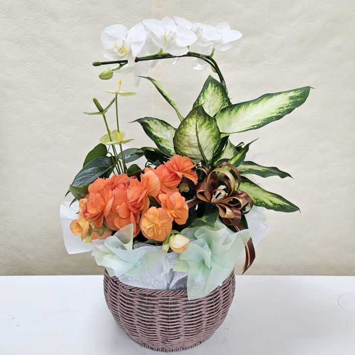 母の日ギフトおすすめ 赤塚植物園のオリジナルフラワーバスケット Dタイプ ※母の日ギフトクーポン対象外｜鉢花04-PA