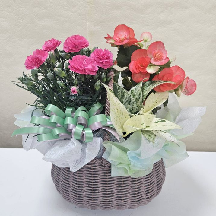 母の日ギフトおすすめ 赤塚植物園のオリジナルフラワーバスケット Gタイプ ※母の日ギフトクーポン対象外｜鉢花04-PA
