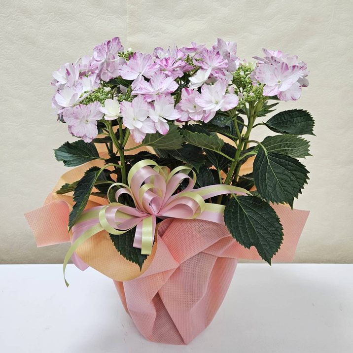 母の日ギフトおすすめ 赤塚植物園のオリジナルフラワーバスケット Iタイプ ※母の日ギフトクーポン対象外｜鉢花04-PA