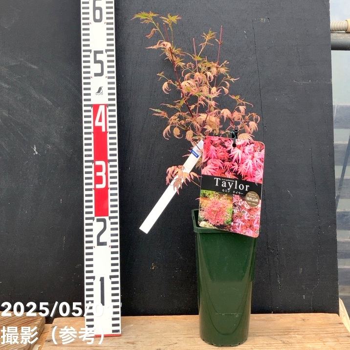 珍しいピンク色 モミジ テイラー 4号プラ角鉢｜花木04-PA