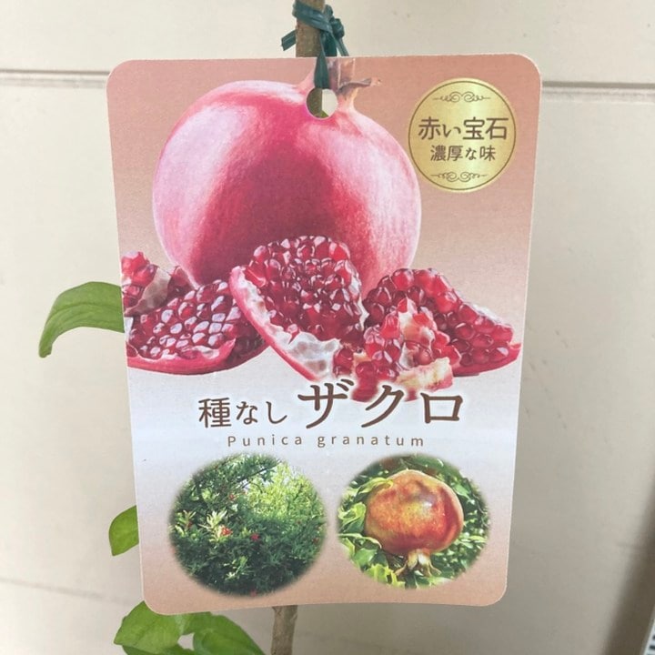 種なしザクロ 4号ロングポット｜果樹04-PA