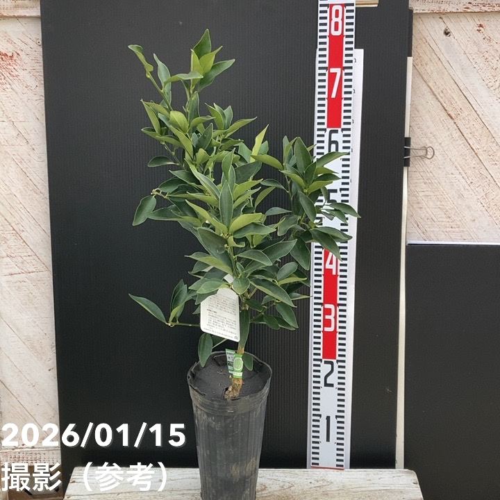 種なしキンカンぷちまる 4号ロングポット 1年生苗 PVP｜柑橘｜果樹04-PA