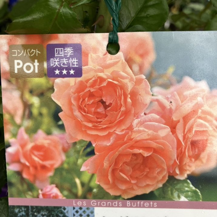 バラ新苗 レ・グラン・ビュッフェ 4号 Dorieux｜花木04-PA