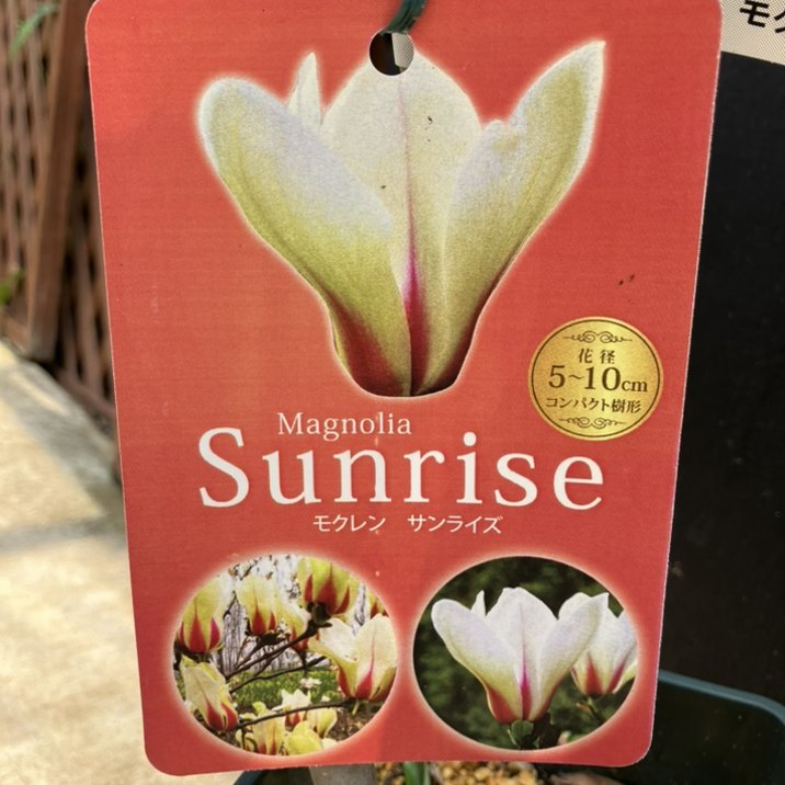 モクレン サンライズ 5号プラ角鉢｜花木04-PA