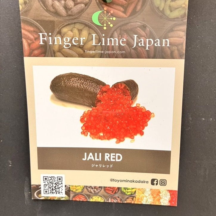 こるふぁーむ フィンガーライム 5号 ジャリレッド(代引き不可)|柑橘|果樹10-CO