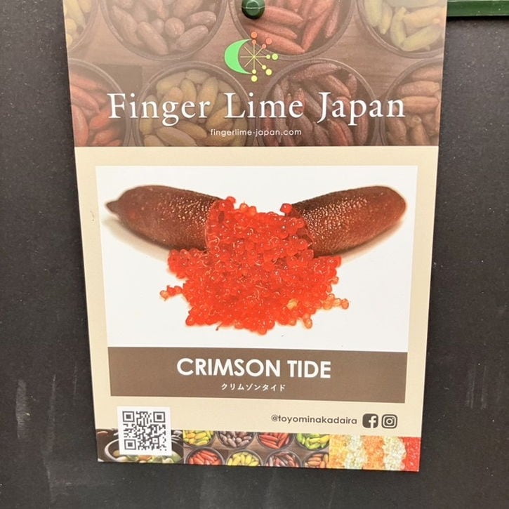 こるふぁーむ フィンガーライム 5号 クリムゾンタイド（代引き不可）｜柑橘｜果樹10-CO