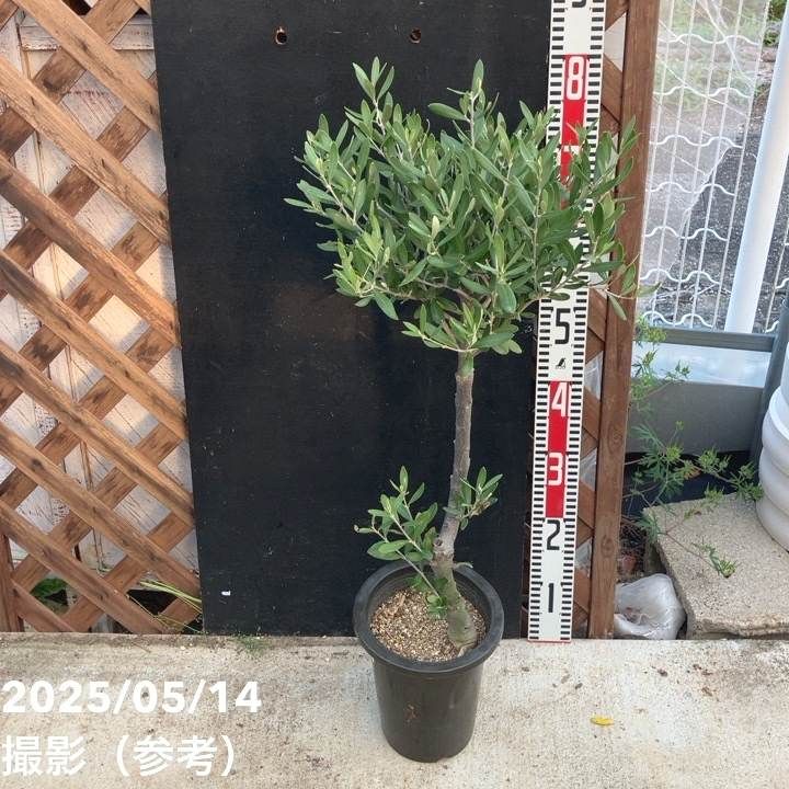 花木・庭木,オリーブの購入なら赤塚植物園オンライン 花の音