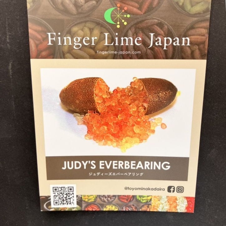 こるふぁーむ フィンガーライム 5号 ジュディーズ エバーベアリング（代引き不可）｜柑橘｜果樹10-CO