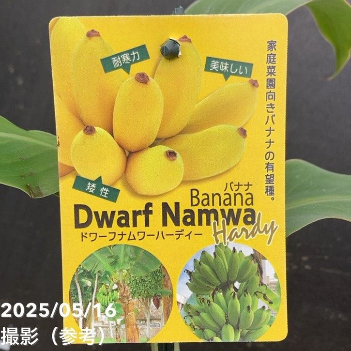 バナナ ドワーフ ナムワー ハーディー 4号|果樹04-PA