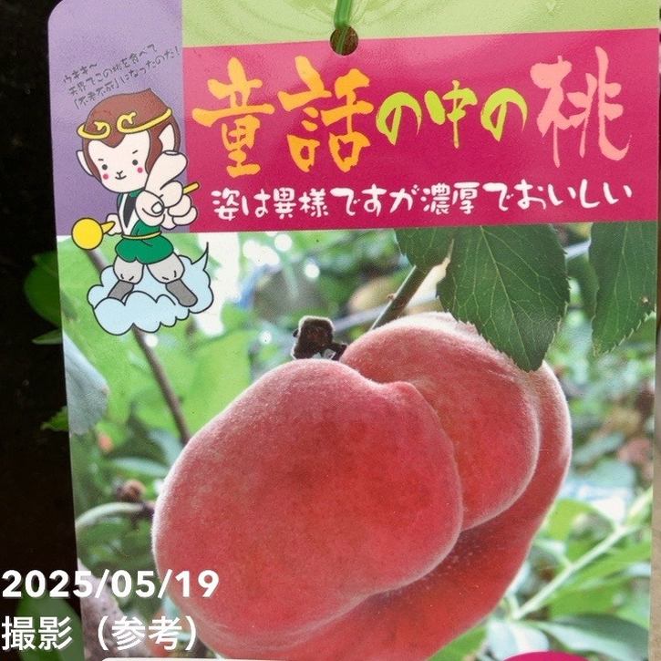 桃 大紅ばんとう（蟠桃）5号ポット｜果樹04-TU