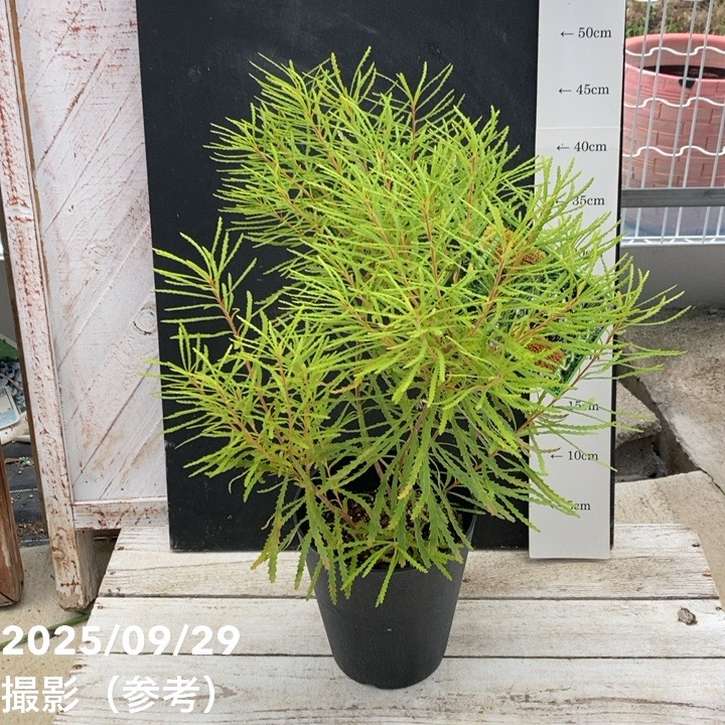 ボリューム株　ヘアピンバンクシア　スピヌロサ　鉢植え17　苗　オージープランツ ボリューム株 ヘアピンバンクシア スピヌロサ 鉢植え17 苗