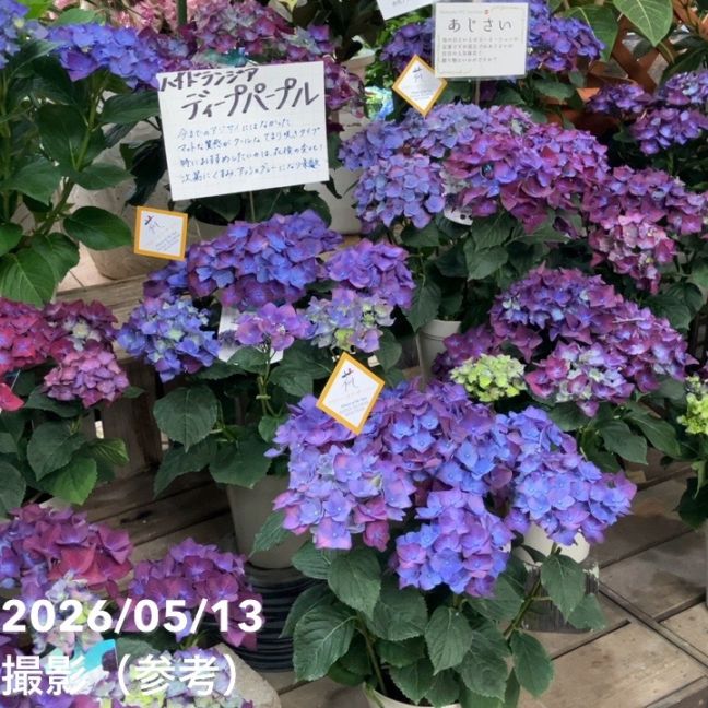□キーワードから探す,和・日本の購入なら赤塚植物園オンライン 花の音