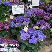 クリスマスローズ 氷の薔薇 4.5号 レッド｜山野04-PA | 草花