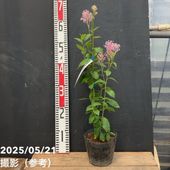 パンパスグラス・苗【エビータ】大株　７月31日更新 パンパスグラス・苗【エビータ】大株 7月31日更新