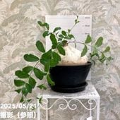 アガベ cf-010 CATEGORY Agave | N PLANTS