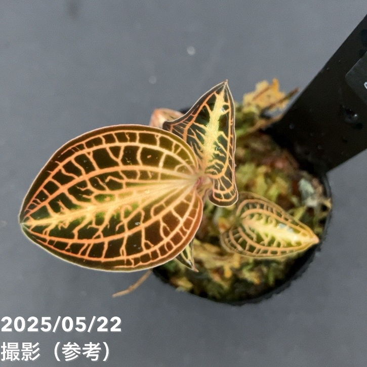 ジュエルオーキッド 1号 Anoectochilus albolineatus variegata｜洋蘭01-D1