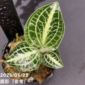 ＊ジュエルオーキッド　3点セット　2号＊ 楽天市場】アネクトキルス 交配種 (sp. 'Nan Red Vein
