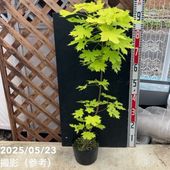 ノルウェーカエデ プリゴ プリンストンゴールド 6号ポット｜花木04-PA