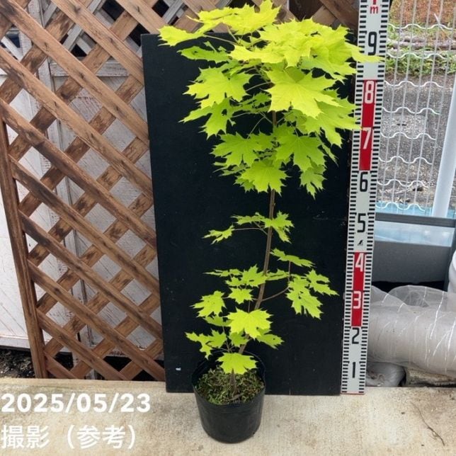 ノルウェーカエデ プリゴ プリンストンゴールド 6号ポット｜花木04-PA