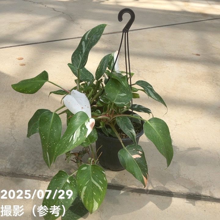 超希少❗️フィロデンドロン　シャロニアエ✨ フィロデンドロン シャロニアエの一覧｜🍀GreenSnap（グリーン