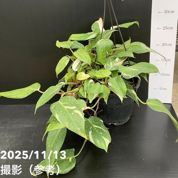 フィロデンドロン ホワイトプリンセス 5号吊り鉢仕様 |観葉10-TU