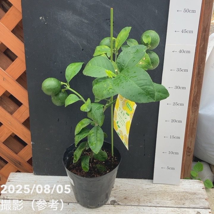 実付き レモン リスボンレモン 5号ポット｜果樹04-PA