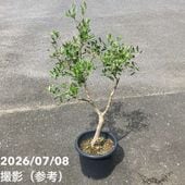 決算P5倍！8/2まで】プラム バイオチェリー 5号ポット｜果樹04-PA