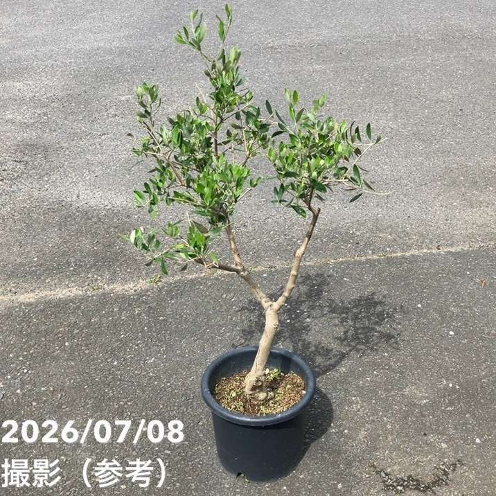 決算P5倍！8/2まで】【お買い得！】【現品お届け】オリーブ 8号