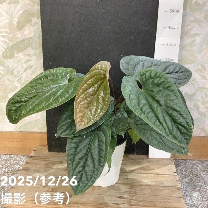 アンスリウム ルクリアンス×ラディカンス 5号|観葉04-PA