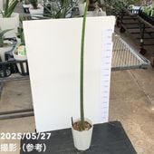 斑入りパキラ ミルキーウェイ 6号｜観葉04-PA | 観葉・多肉