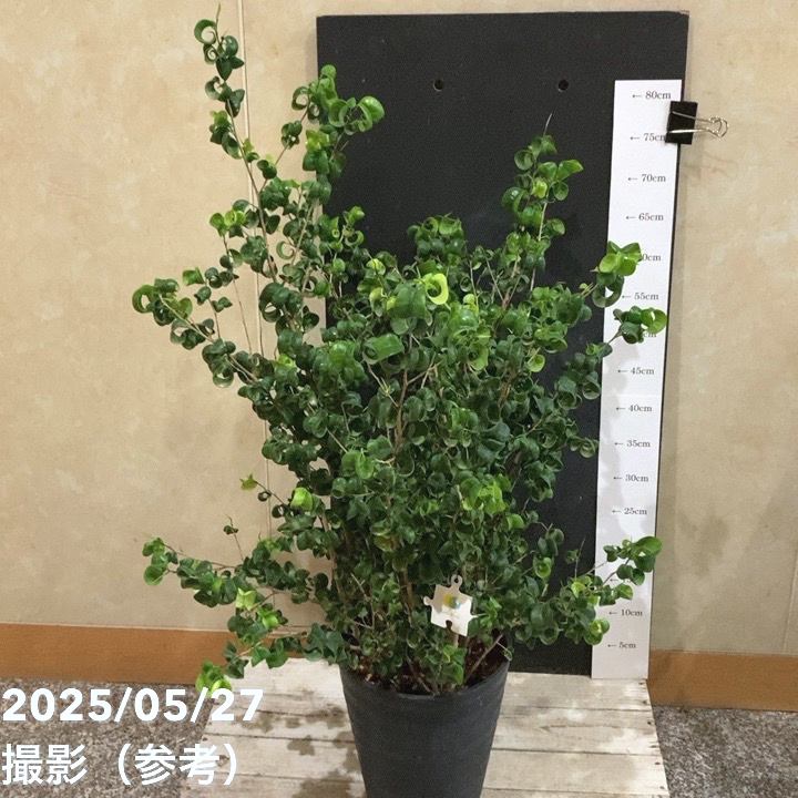 フィカス ベンジャミナ バロック 8号 PVP｜観葉04-PA