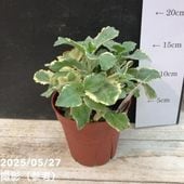パンパスグラス エビータ 4号｜草花04-PA | 草花,[季節の草花