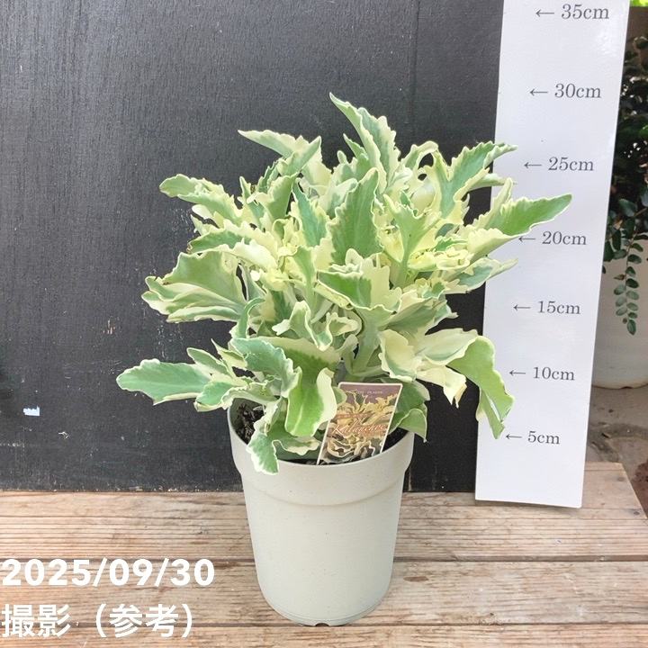 斑入りカランコエ ラキニアータ 4号｜観葉04-PA