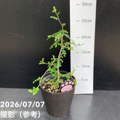 ストレリチア レギネ 4号｜観葉10-TU | 観葉・多肉 | 赤塚植物園