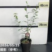 サボテン 小春日和 4号｜観葉10-TU | 観葉・多肉 | 赤塚植物園