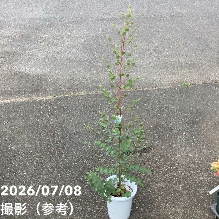 花木・庭木,ユーカリの購入なら赤塚植物園オンライン 花の音｜花苗
