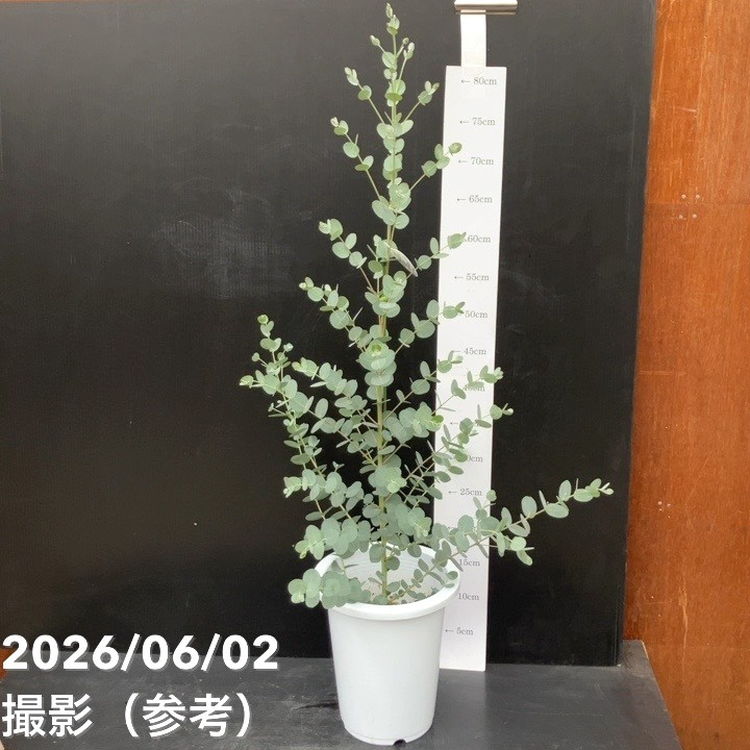 赤塚植物園オンライン 花の音の商品一覧ページ 運営 株式会社 赤塚植物園