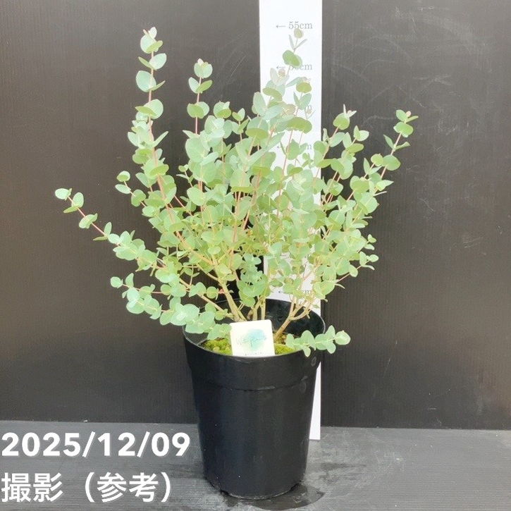 花木・庭木,[オージープランツ],その他のオージープランツの購入なら