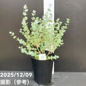 リューカデンドロン デュリフ 5号｜花木10-TU | 花木・庭木 | 赤塚